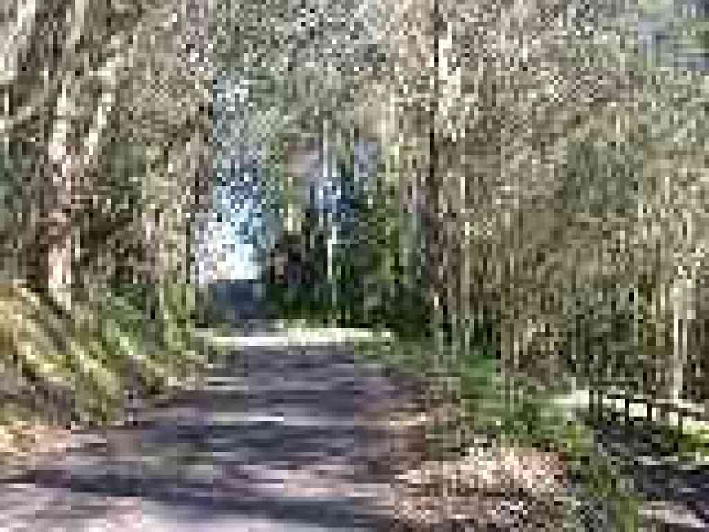 Old Guadalupe Trail