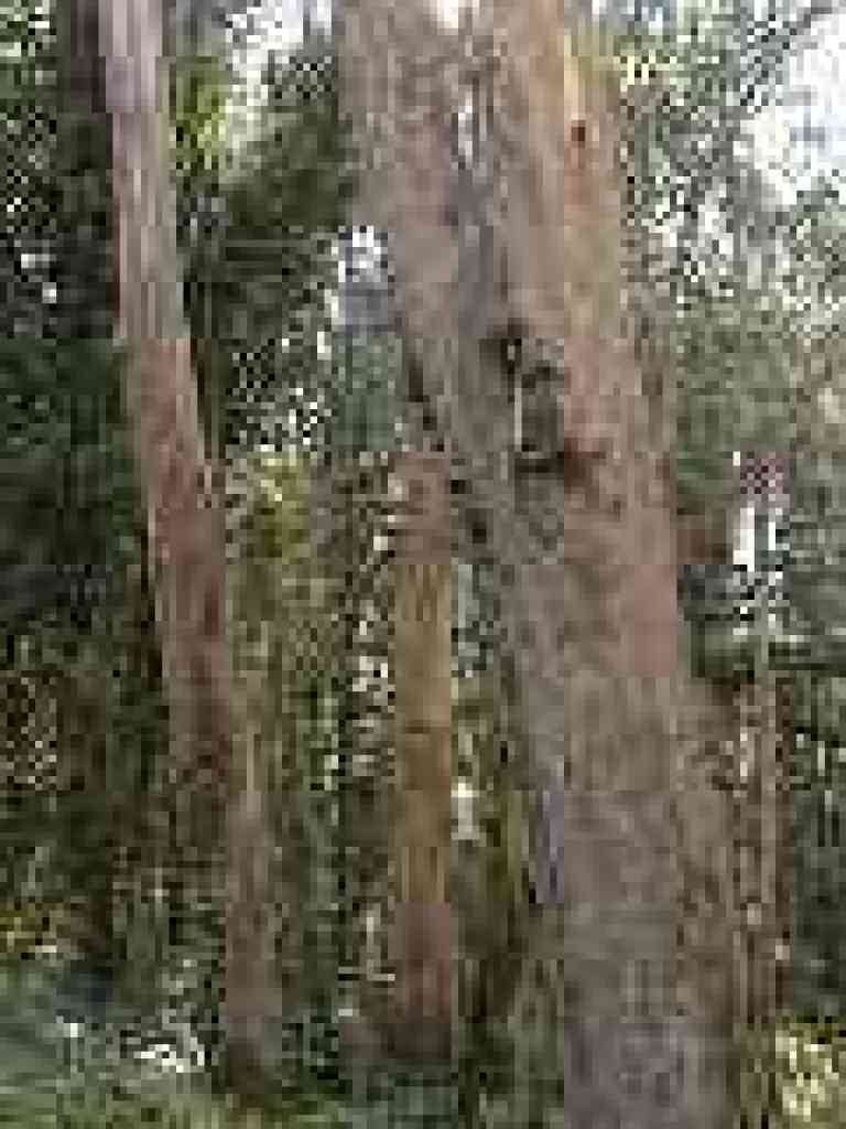 Eucalyptus