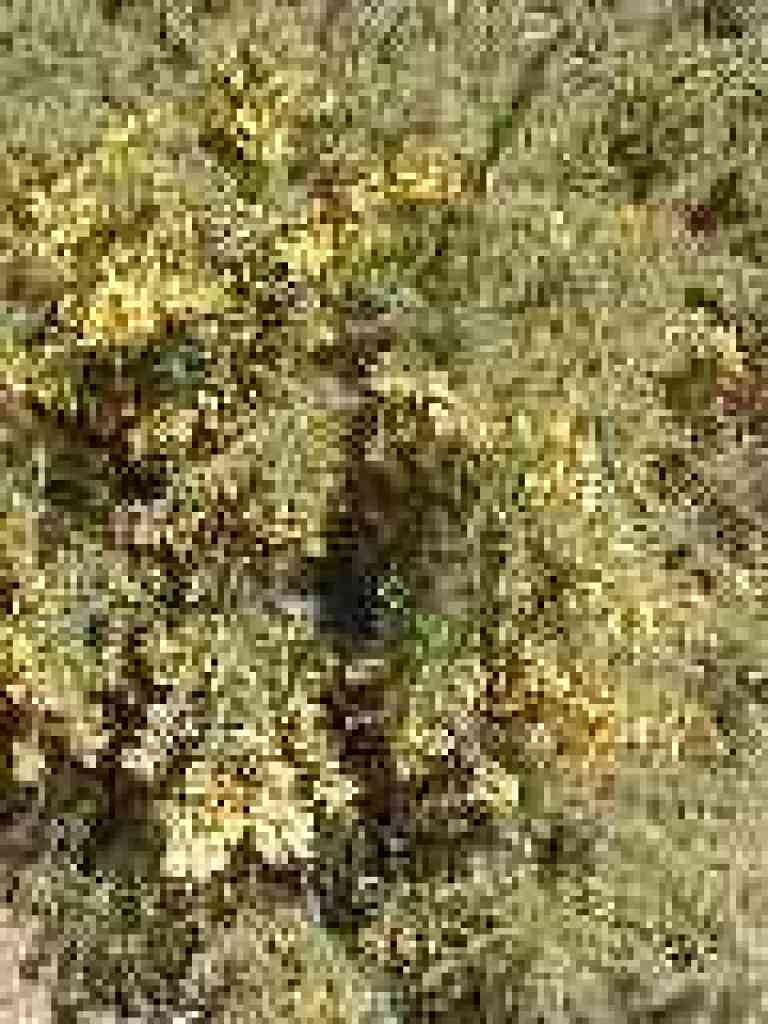 Gorse