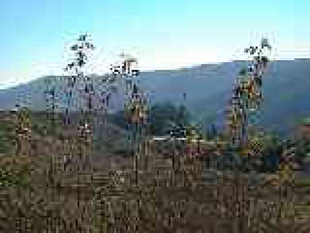 Poison oak