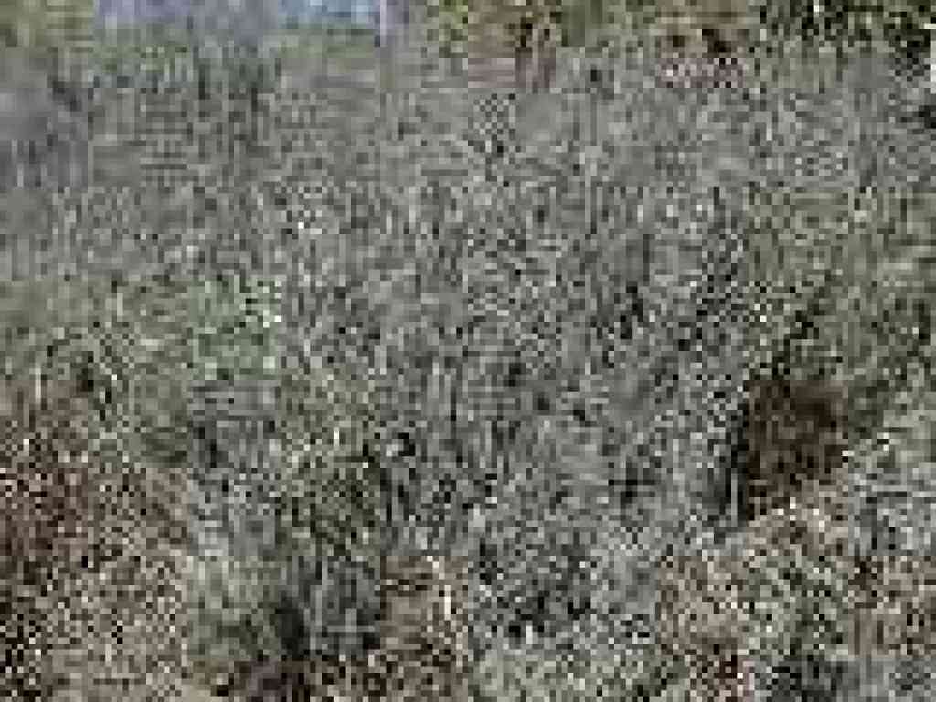 Sagebrush