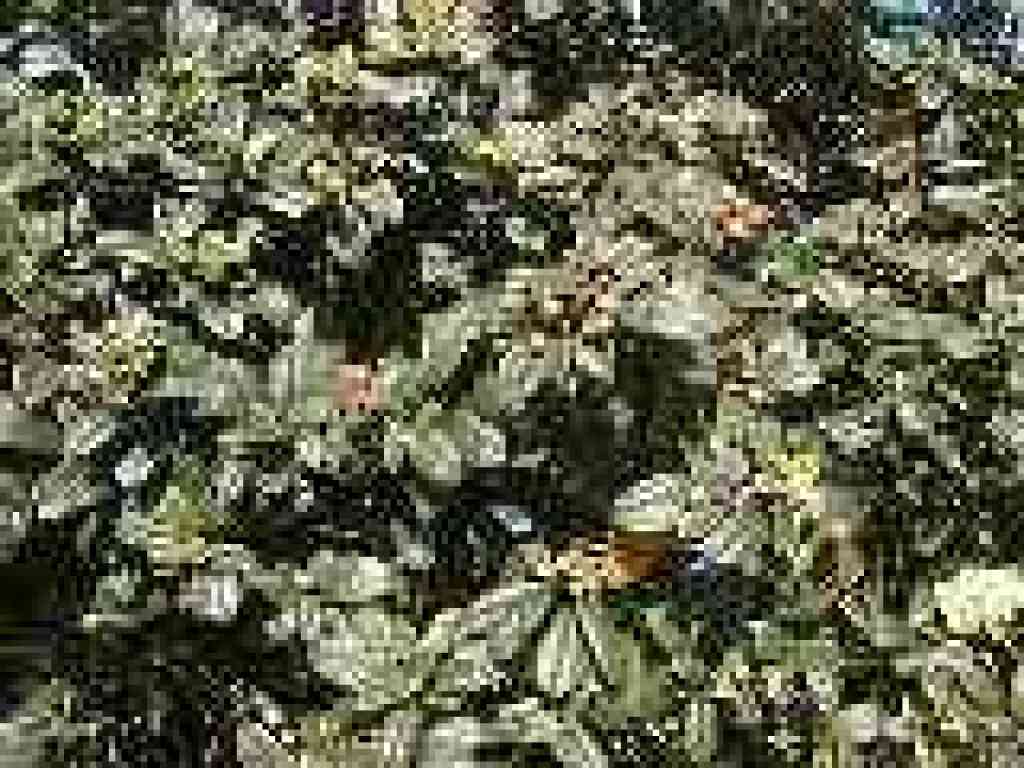 Coffeeberry