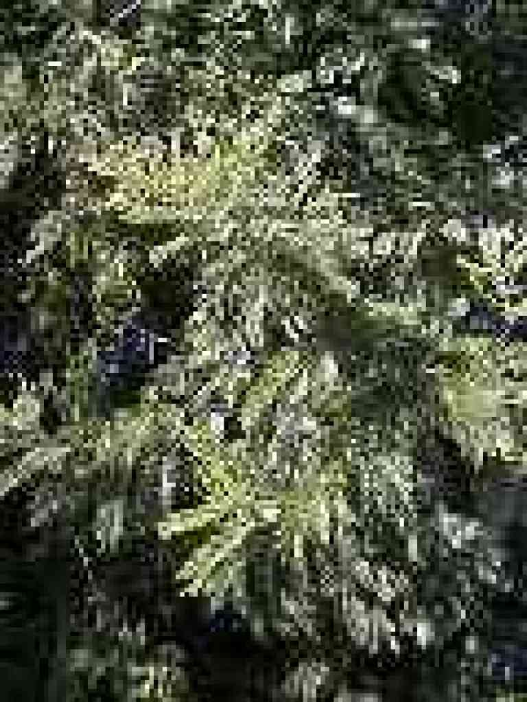 Acacia