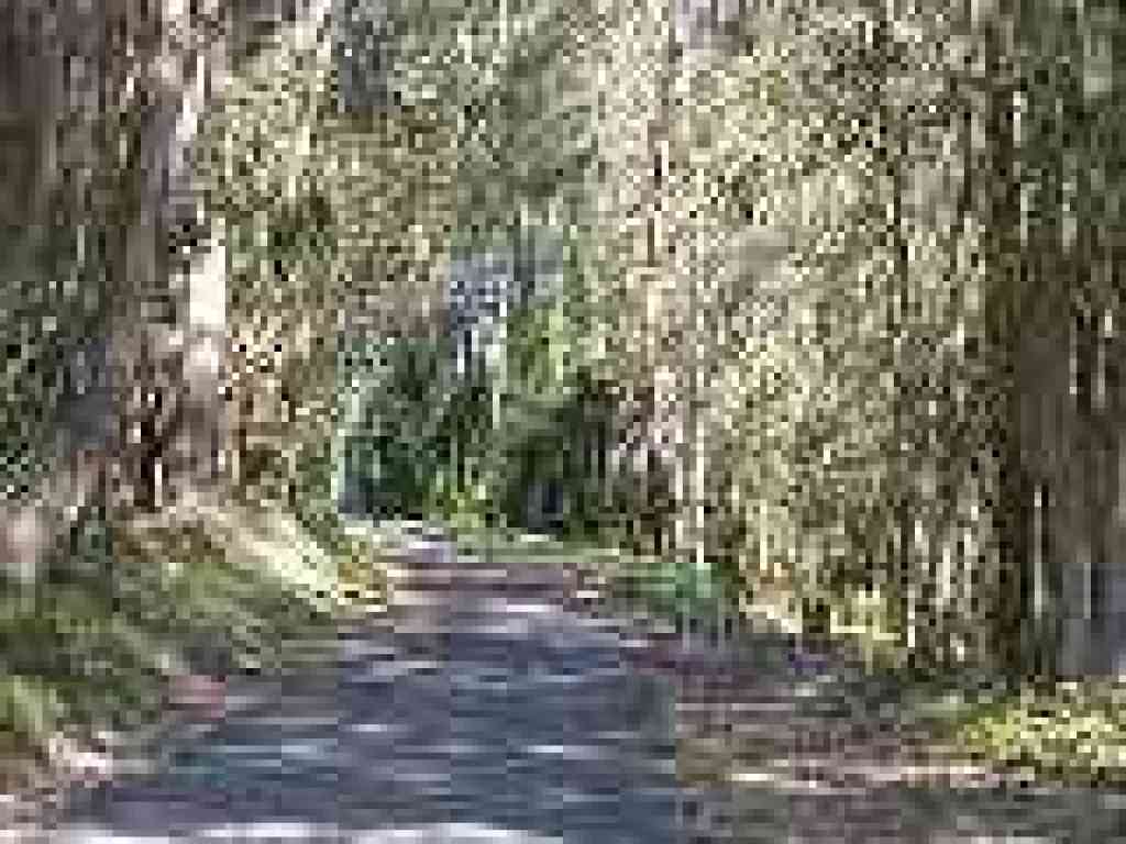 Under eucalyptus