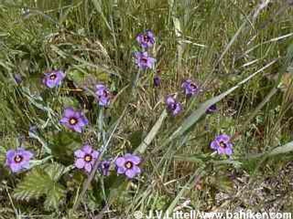 Blue-eyed grass photo