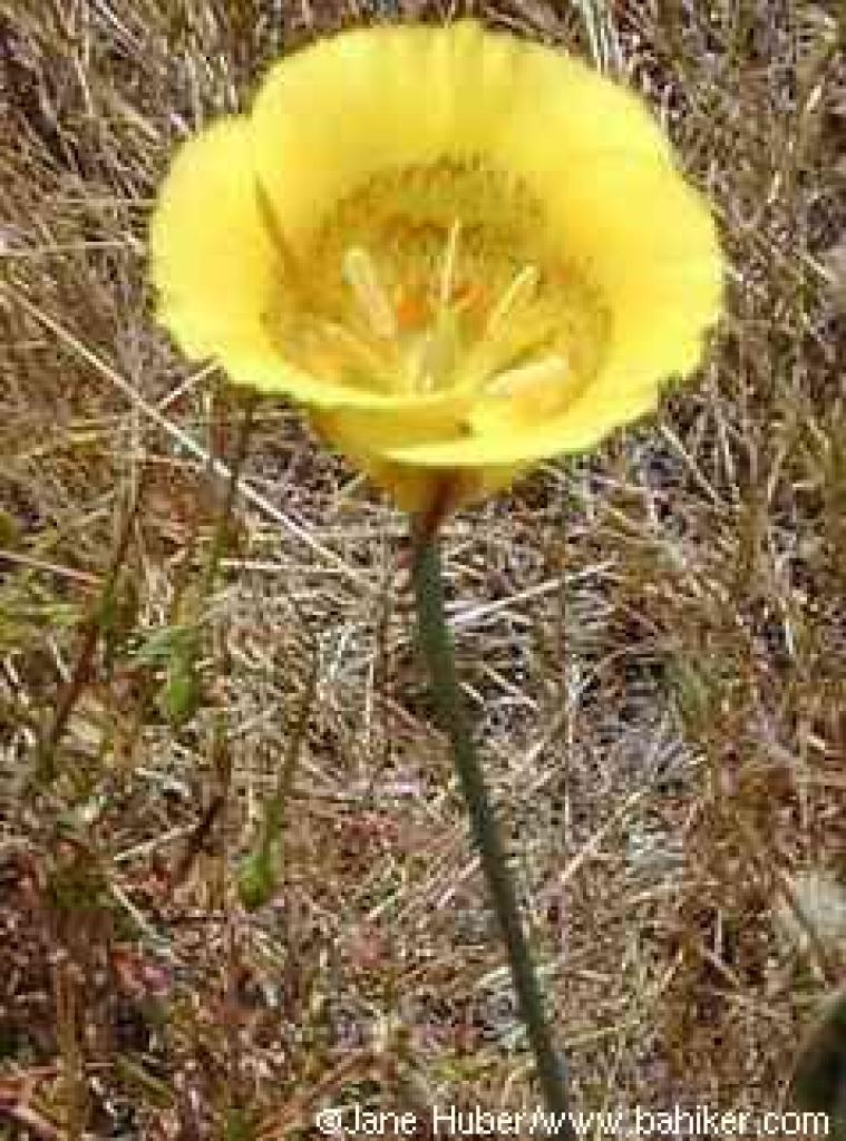 Yellow mariposa lily