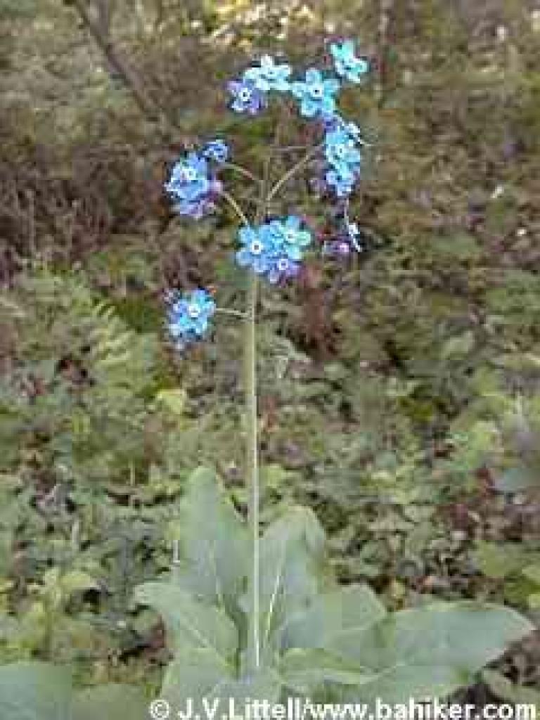 Hound's tongue photo