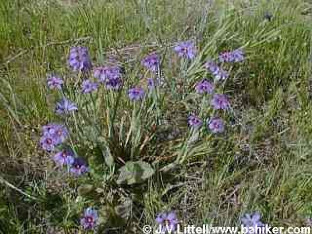 Blue-eyed grass photo