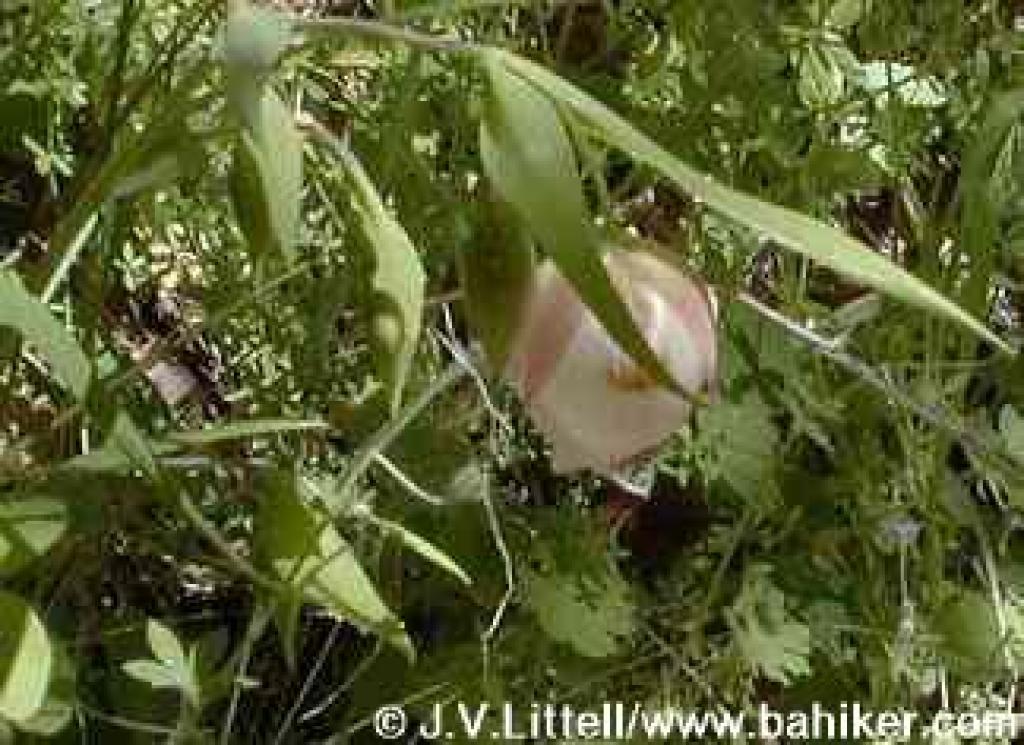 Fairy lantern photo
